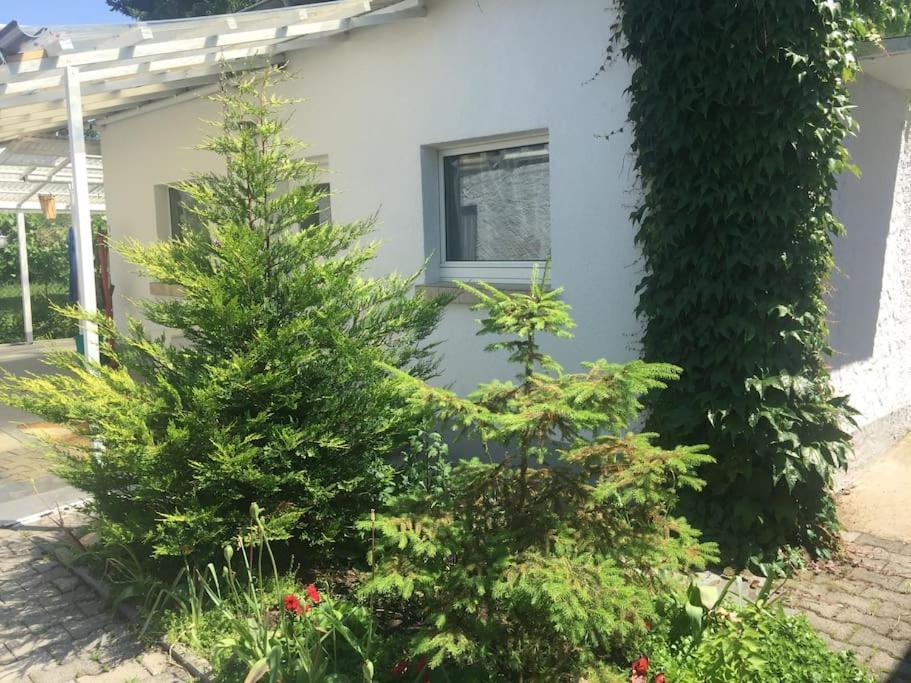 Kleines Haeuschen Am Garten In Darmstadt Kültér fotó